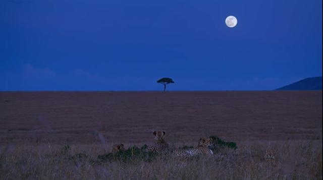 别再给娃看没营养的动画片了，推荐一部9.3分的神级纪录片给你