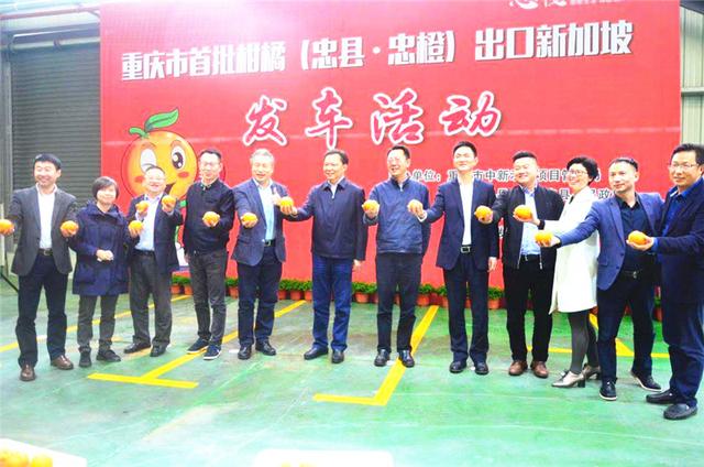 忠橙出海 重庆柑橘借力陆海新通道首次出口新加坡