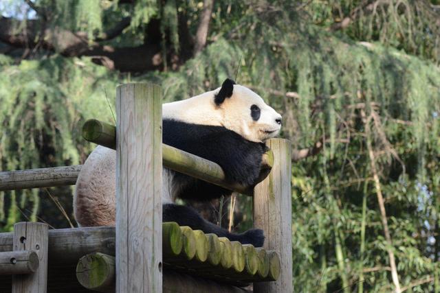 全球助力 大熊猫加油