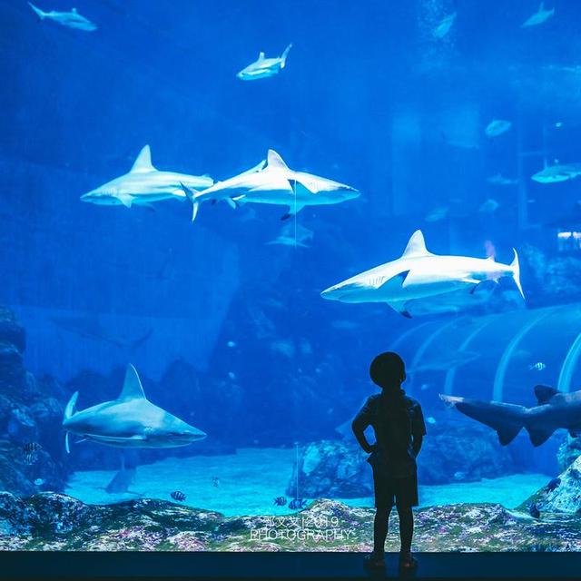 网络星人离不开的法宝，带漫游宝玩转新加坡 在这个离不开网络的年代，无论在国内还是走出国门，我们已经离不开网络的便利与高效。 出国旅行，最基本的发个微博、晒个朋友圈需要用到网络，高阶一些的借助网络随时随