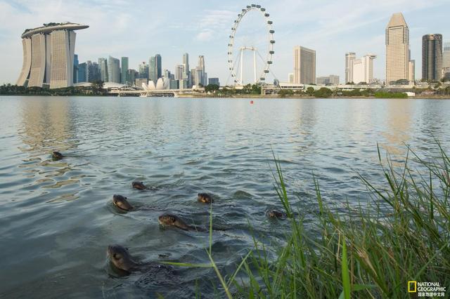 回到新加坡后，江獭迅速适应了大城市的生活