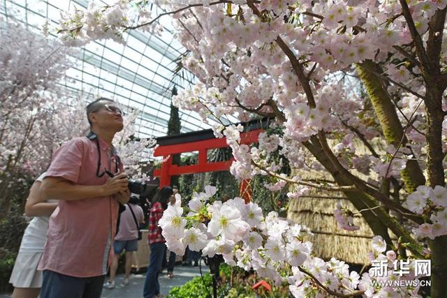 新加坡滨海湾花园举行“樱花祭”
