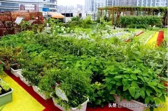 都市农业未来在哪？谁来种地？怎样种好地？看10万家示范家庭农场