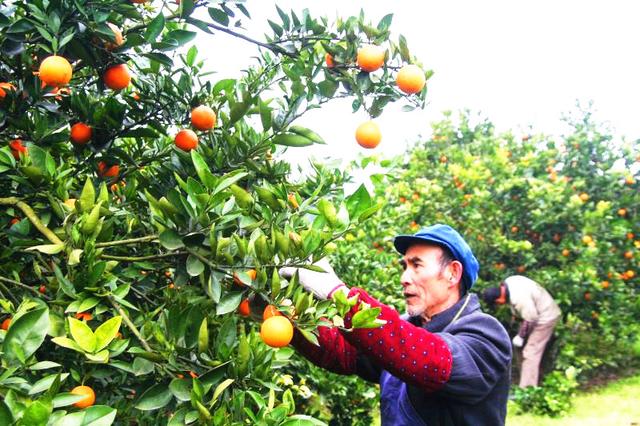 忠橙出海 重庆柑橘借力陆海新通道首次出口新加坡