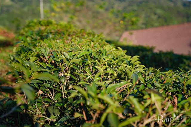 泰国有个全是华裔后代的密窝村，风景美茶叶香，中华传承还很多