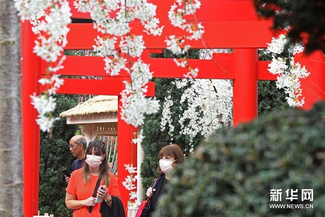 新加坡滨海湾花园举行“樱花祭”