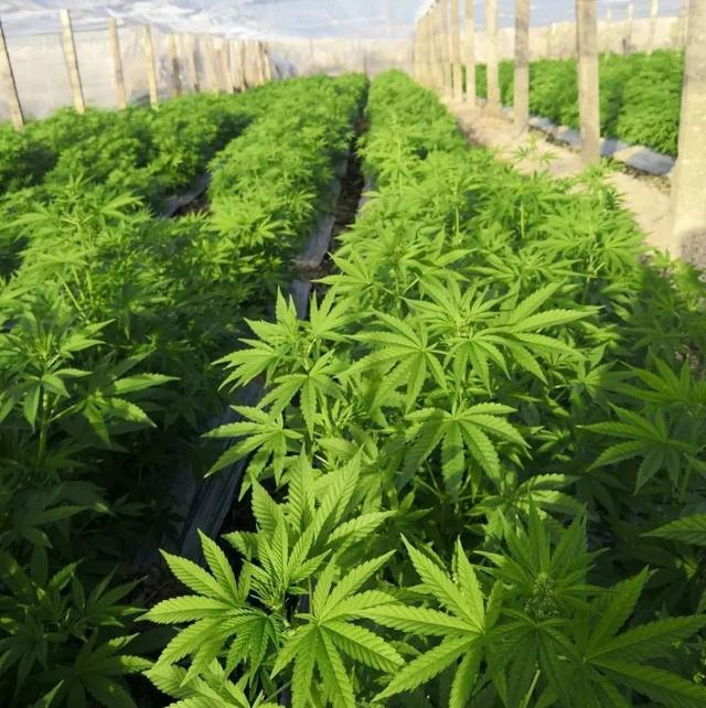 行业政策积极信号释放，上市公司加速工业大麻产业布局