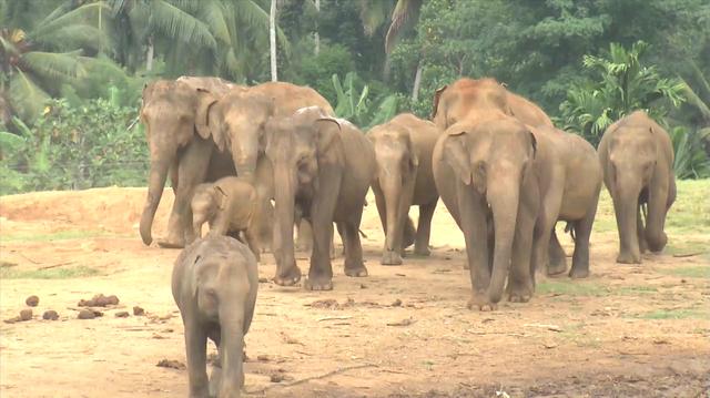 新加坡综艺《我的导游是明星6》斯里兰卡003：品纳维拉大象孤儿院