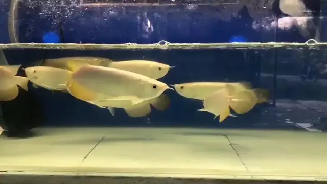 新加坡过背金龙鱼观赏鱼