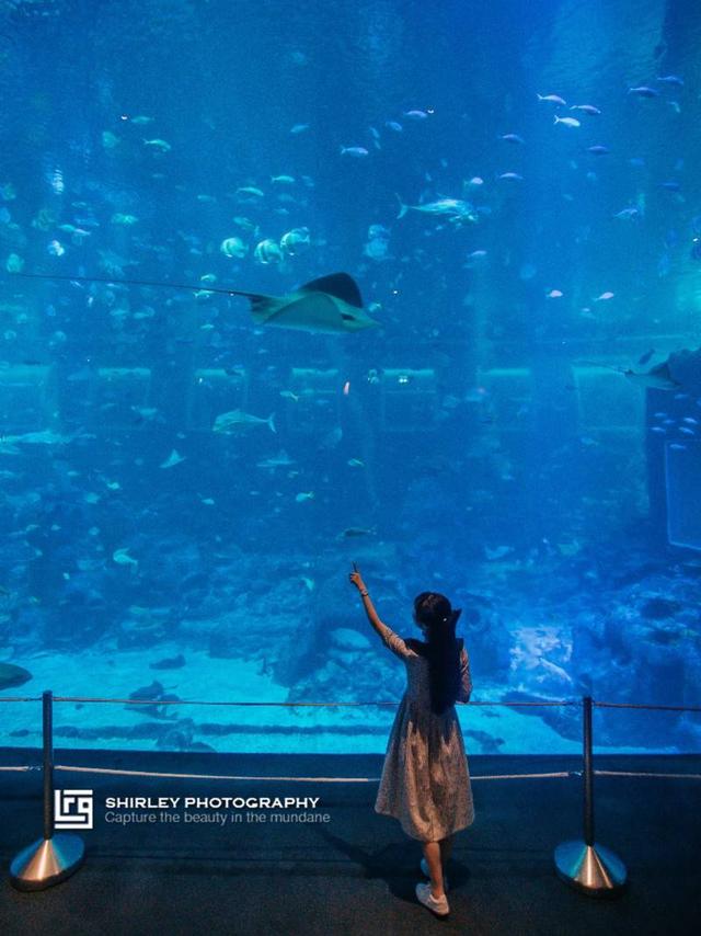 SEA海洋馆是全世界最大的海洋馆之一,也是来新加坡圣淘沙名胜世界逼打卡景点。汇集了来自超过1000个物种的100000多只海洋生物。无论你是海洋生物爱好者,或者爱拍照的女生,还是亲子家庭出游,都可以在