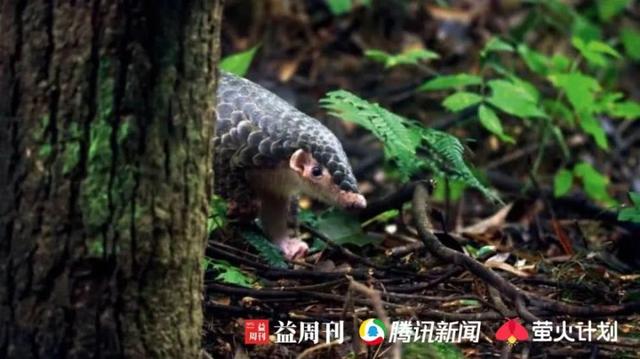 杀穿山甲时，下面会有一碗白米饭接着留下来的血 | 野味帝国