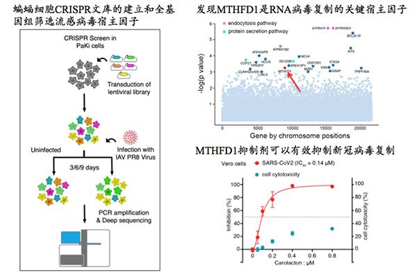 清华等团队从蝙蝠“百毒不侵”中找答案：发现新冠病毒抑制剂