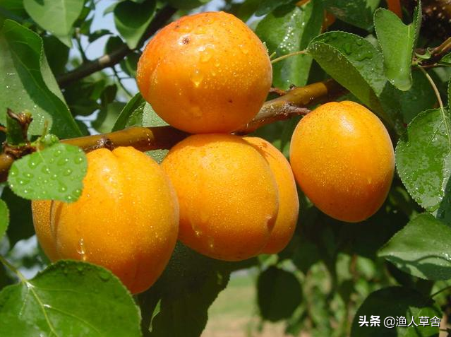 北京国家地理标志农产品，你知道哪些？一起来了解下吧