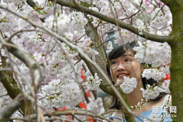 新加坡滨海湾花园举行“樱花祭”