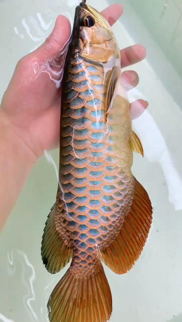 40号 30公分 新加坡蓝底过背金龙 珠鳞爆满