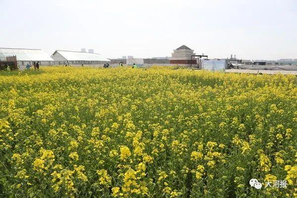 美到窒息！郑州市中心一屋顶油菜花海盛开！面积2000㎡