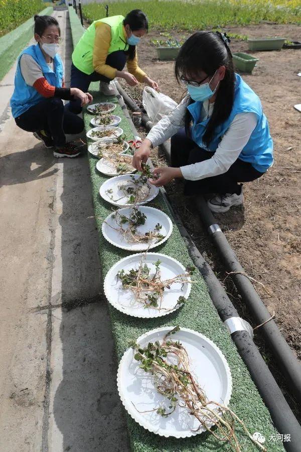 美到窒息！郑州市中心一屋顶油菜花海盛开！面积2000㎡