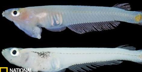湄公河怪异鱼类生殖器官长在头部