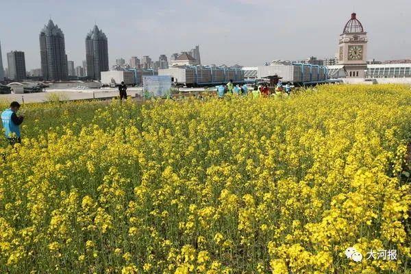 美到窒息！郑州市中心一屋顶油菜花海盛开！面积2000㎡