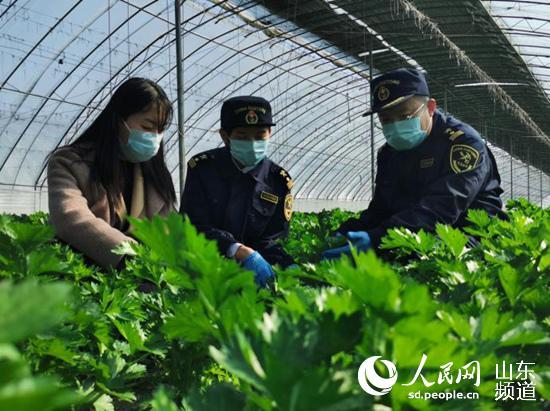 抢农时忙出口 青岛即墨春耕开启“加速度”