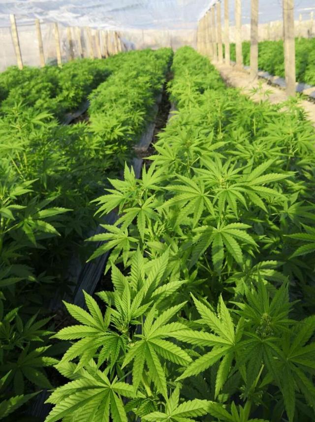 规范发展工业大麻的政策没有变 云南、黑龙江、吉林仍在有序推进