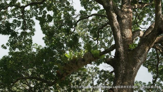 第901回：婆罗洲最高峰神山，风下之乡沙巴亚庇