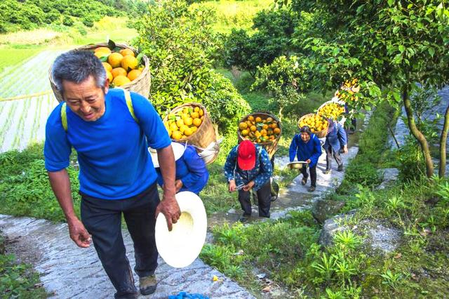 忠橙出海 重庆柑橘借力陆海新通道首次出口新加坡