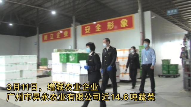 农家小菜穿上“洋装”！增城十八种新鲜蔬菜首次出口新加坡！