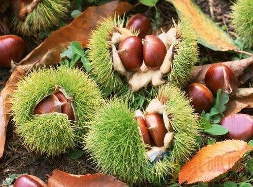 盘点京郊十大特产，每个都能代表一个区。