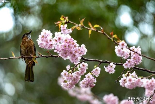 英国女留学生辗转归国，下机入境时泣不成声……