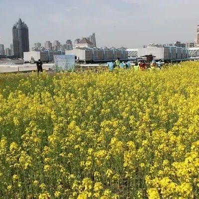 美到窒息！郑州市中心一屋顶油菜花海盛开！面积2000㎡
