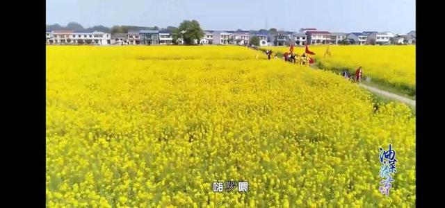 平江油菜花搭乘网络快车香九州艳四海