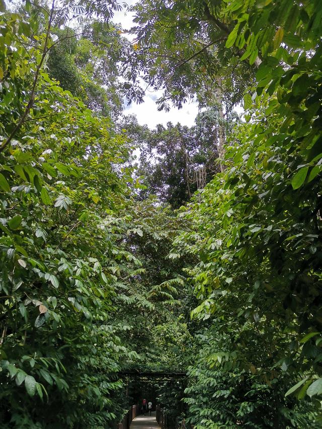 新加坡植物园   #在家云旅游#