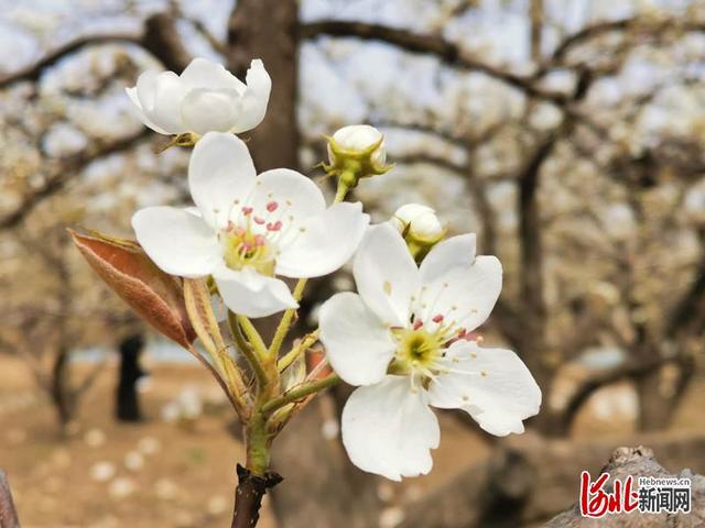 河北宁晋：10万亩梨花竞相绽放，赏花踏春正当时