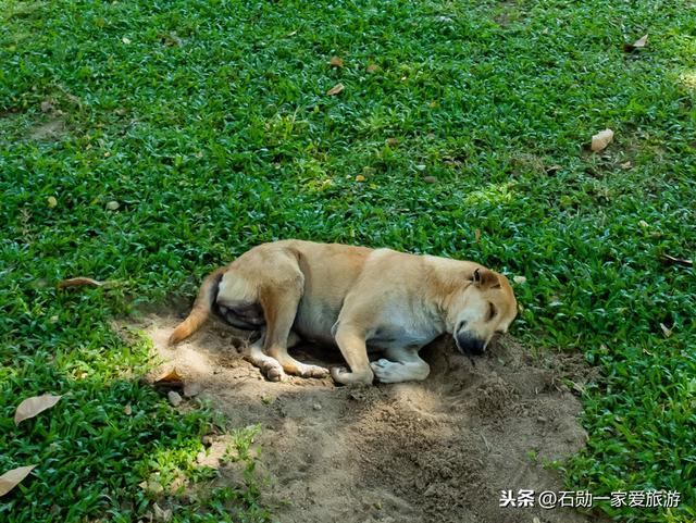 古城笑脸 泰国大城府图片游记之古代的建筑（理光GR2和佳能5D3）