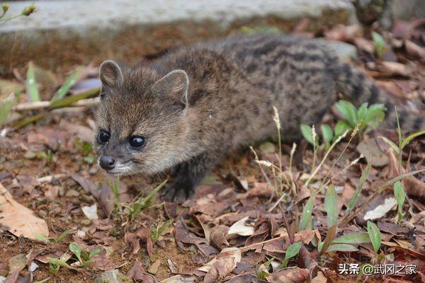 野生动物之小灵猫