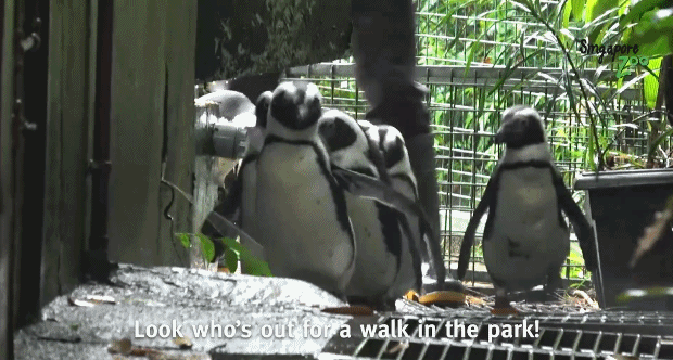 企鹅散步、猩猩玩泡泡……关闭的新加坡动物园小动物不寂寞