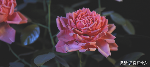 丰顺埔寨纸花：似花而非花，巧手夺造化