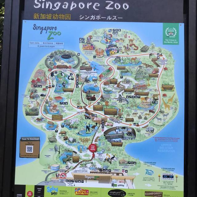 新加坡动物园，第一次去动物园，但是体验感很一般，动物也没有很多，照片都拍不到几张满意的。 走在路上发现了一个不小的动物，可能有半米长，旁若无人的呆着。