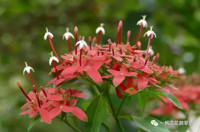 流星火焰花（Carphalea kirondron）