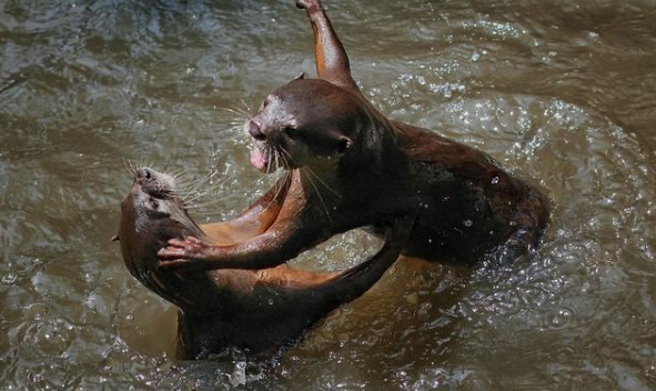 新加坡突发“暴动”，警察对凶手无可奈何，网友：当然选择原谅
