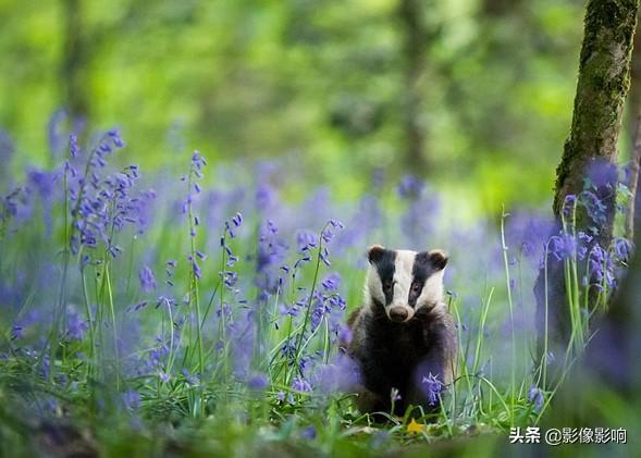 首届自然TTL摄影师大奖获奖作品 不少航拍照