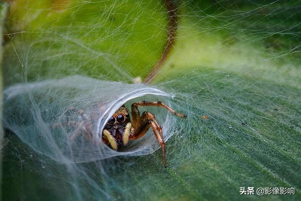 首届自然TTL摄影师大奖获奖作品 不少航拍照