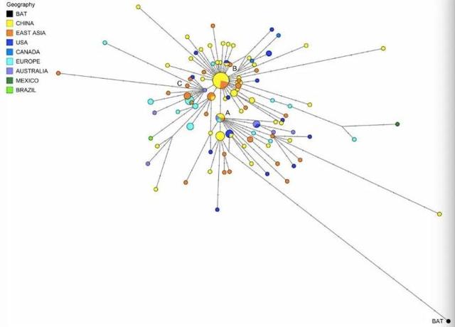 英德研究者溯源新冠病毒：A类集中出现于美国和澳大利亚