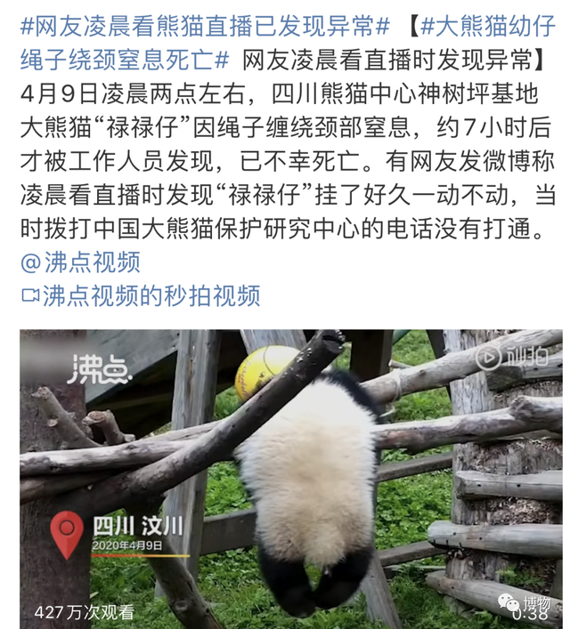 生活不易，胖达叹气......