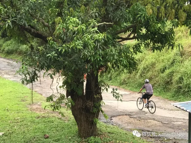 【史无前例】新加坡全岛今天按下“暂定键” | 新增106例累计1481