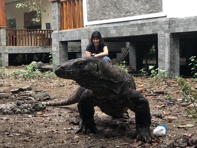 徒步林卡岛，这里才是科莫多龙最密集的地方，为争交配权大打出手