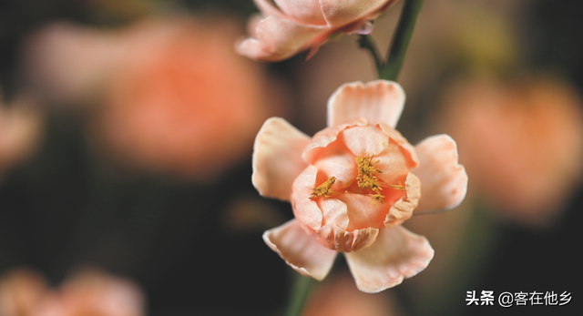 丰顺埔寨纸花：似花而非花，巧手夺造化