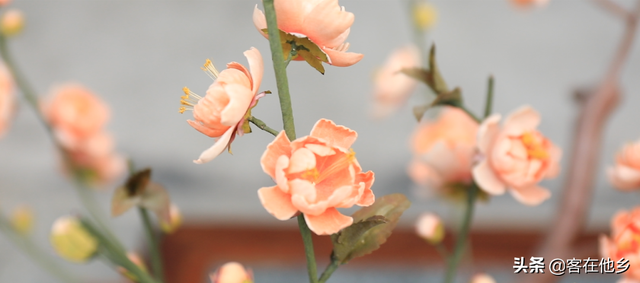 丰顺埔寨纸花：似花而非花，巧手夺造化