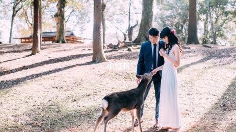 日本婚纱旅拍之奈良｜旅拍攻略｜樱花季